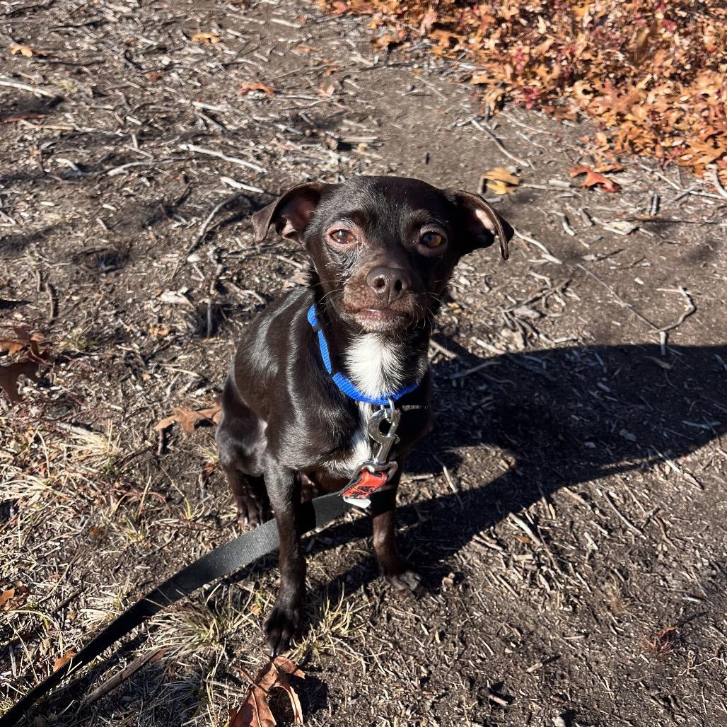 Stuffing, Adoptable, Adult Male Mixed Breed.