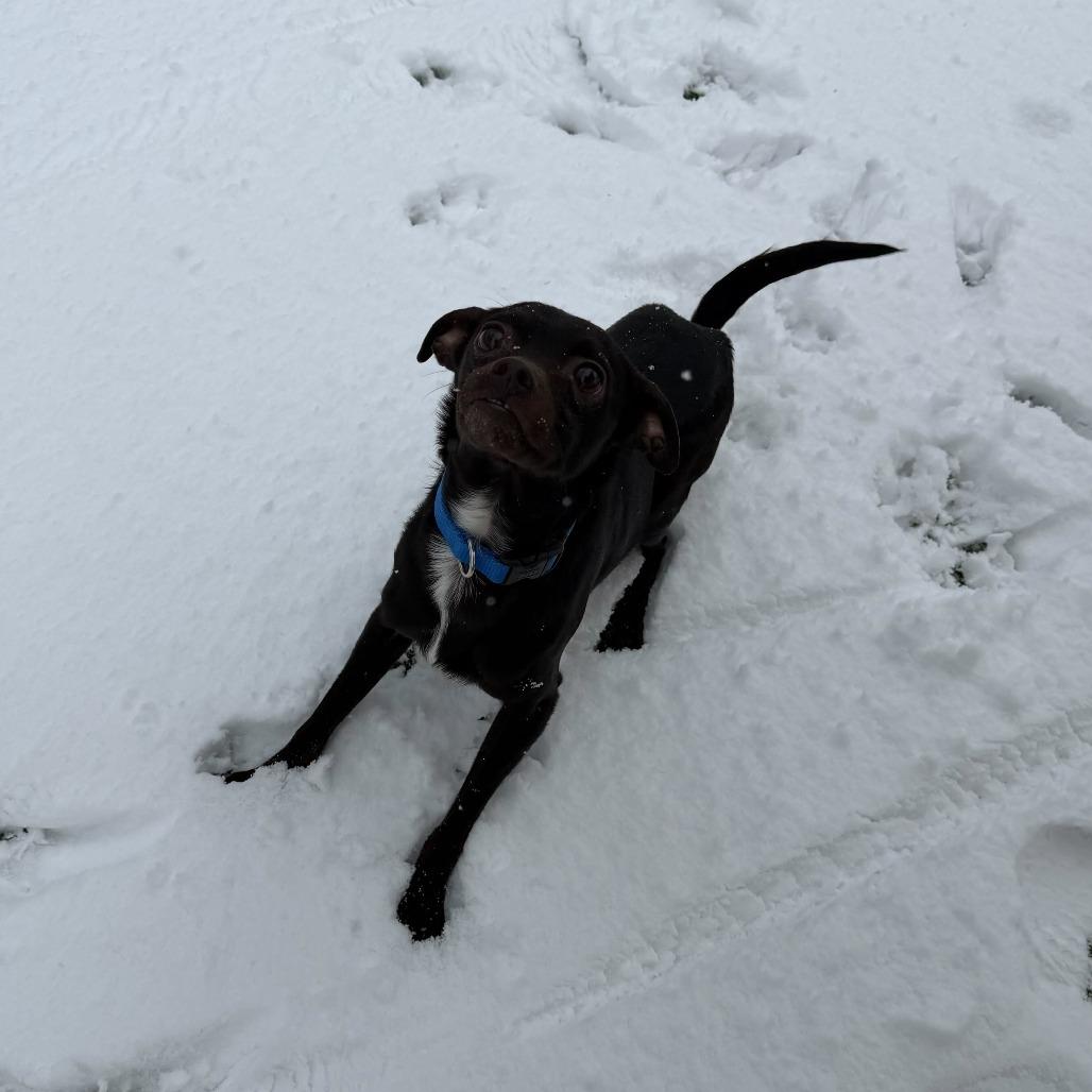 Enlarge Stuffing, a Adoptable Mixed Breed in Warwick, RI image 2/5