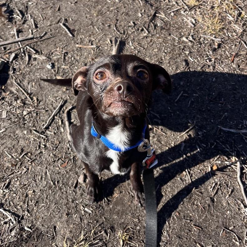 Enlarge Stuffing, a Adoptable Mixed Breed in Warwick, RI image 3/5