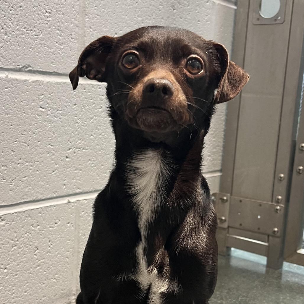 Enlarge Stuffing, a Adoptable Mixed Breed in Warwick, RI image 5/5