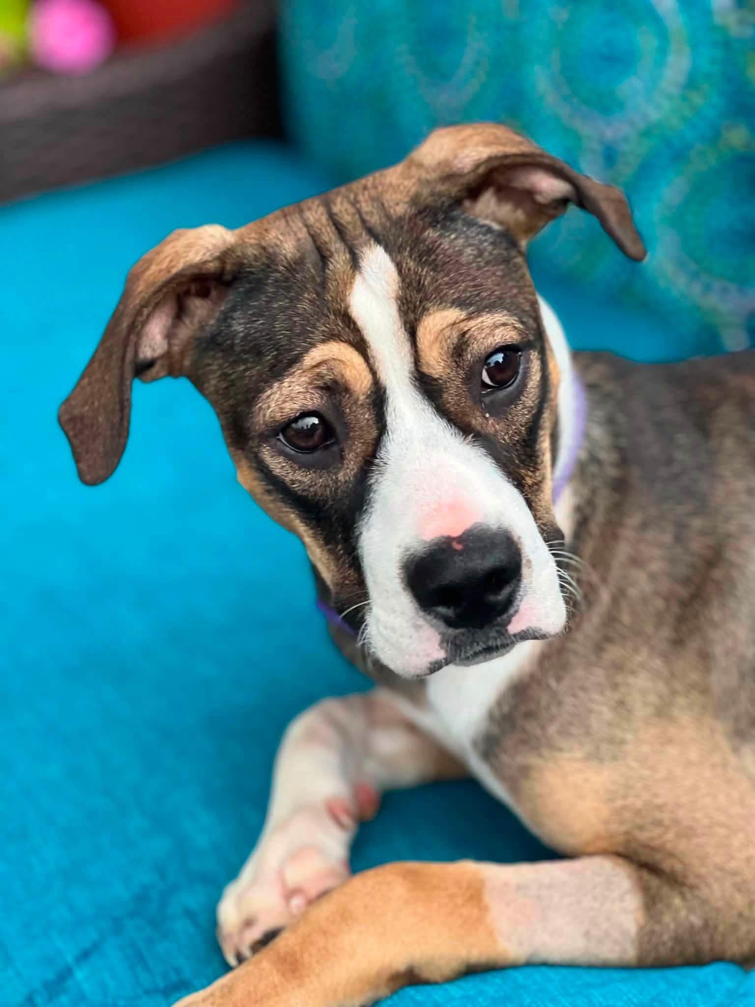 Enlarge Bonita, an adopted Mixed Breed in Chickasha, OK image 2/3