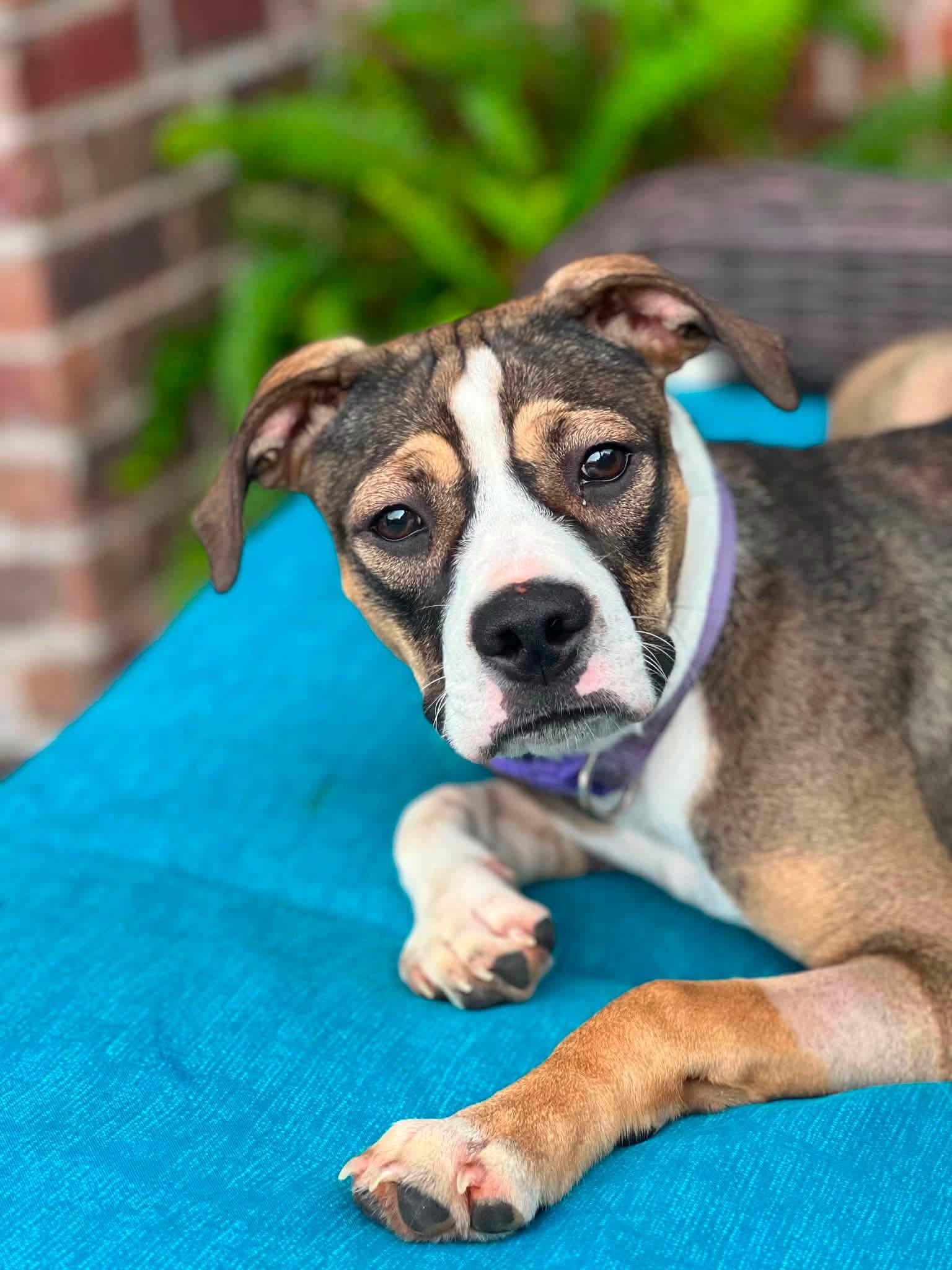 Enlarge Bonita, an adopted Mixed Breed in Chickasha, OK image 3/3