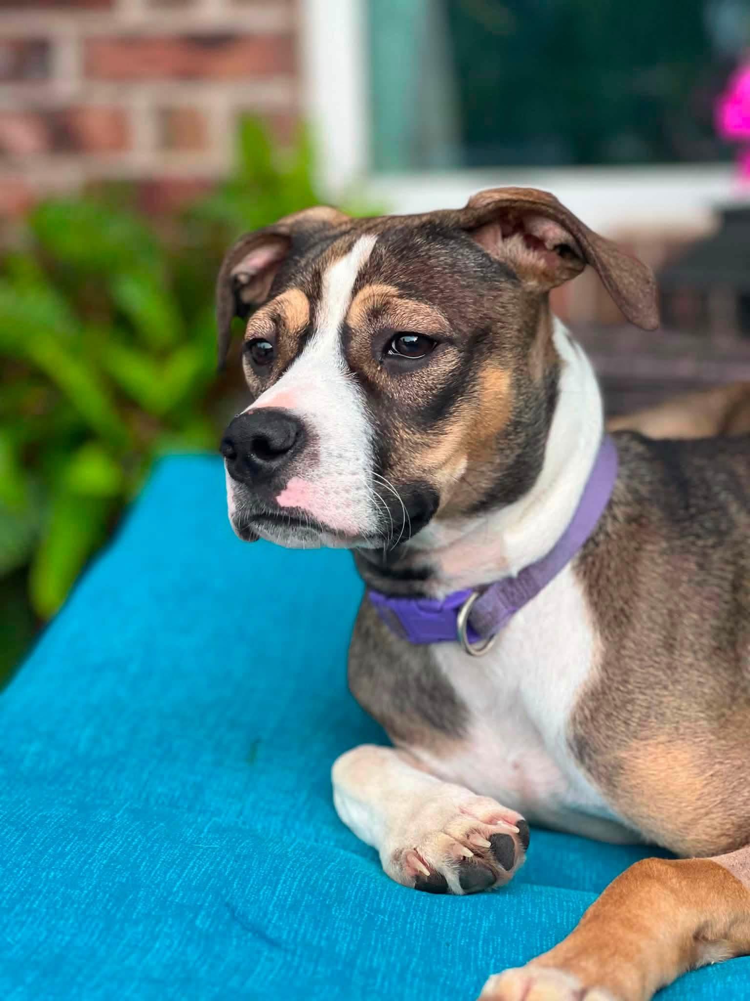 Bonita, adopted, Young Female Mixed Breed.