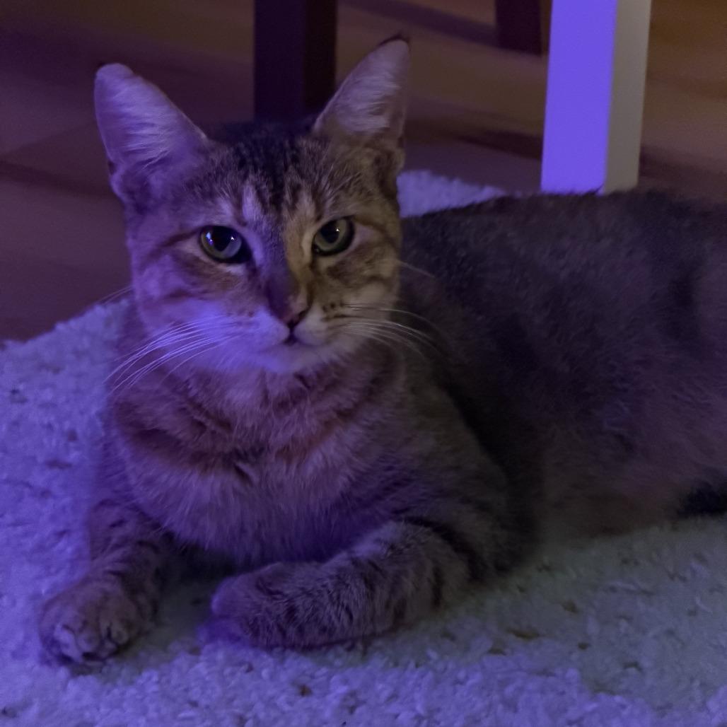 Choco Flan, Adoptable, Adult Female Domestic Short Hair.