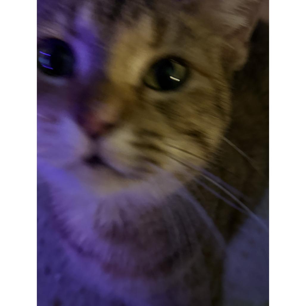 Enlarge Choco Flan, a Adoptable Domestic Short Hair in Austin, TX image 2/5