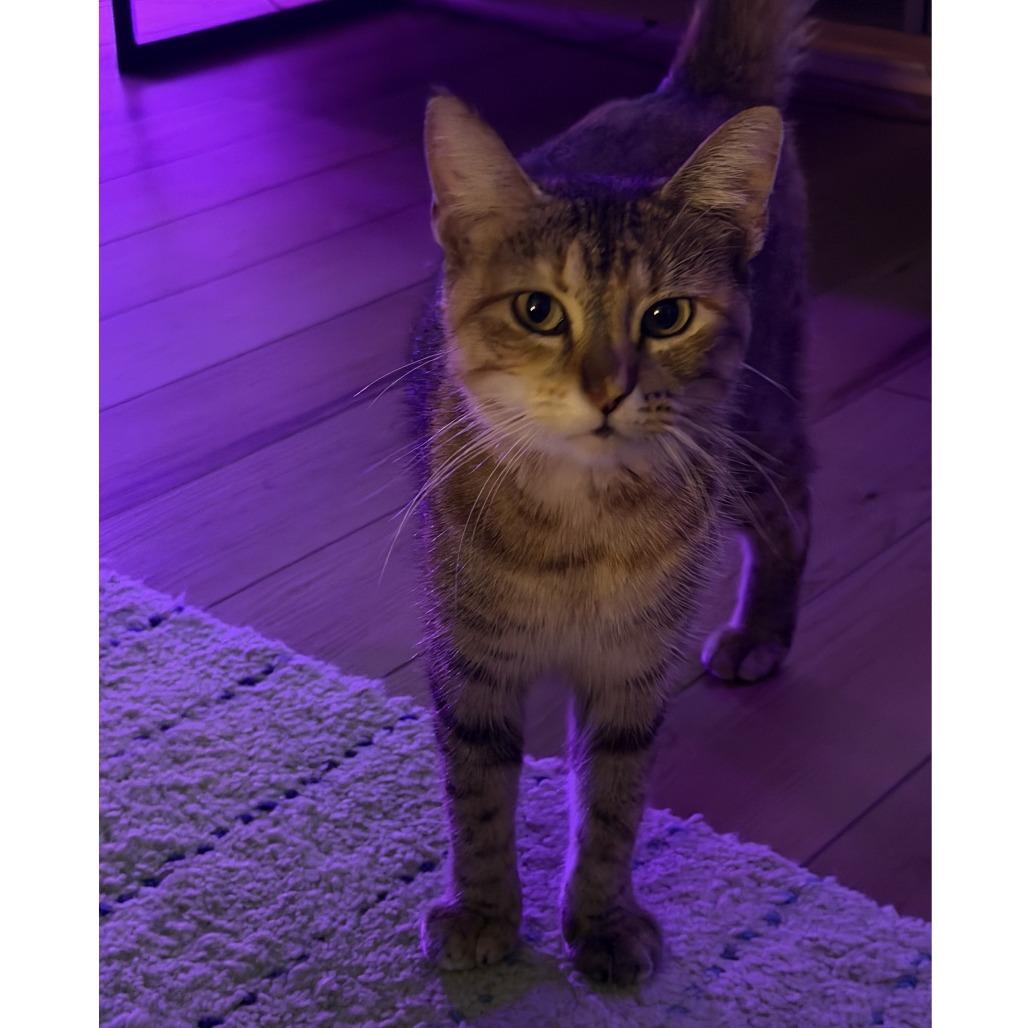 Enlarge Choco Flan, a Adoptable Domestic Short Hair in Austin, TX image 3/5