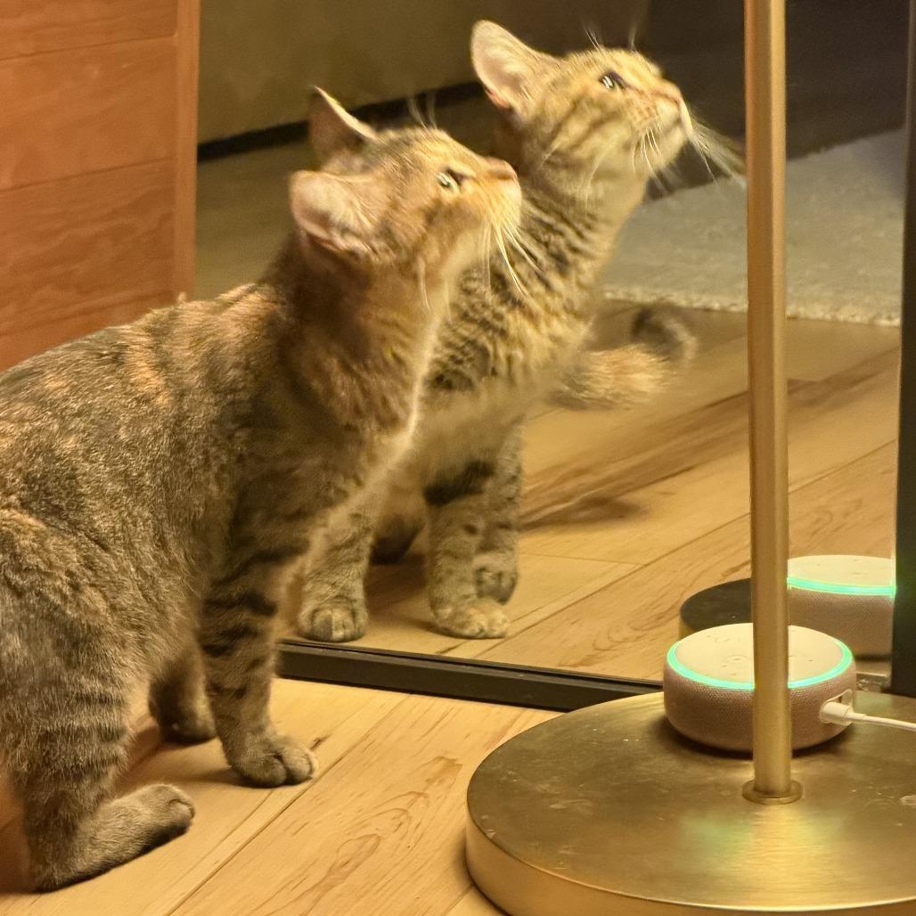 Enlarge Choco Flan, a Adoptable Domestic Short Hair in Austin, TX image 4/5