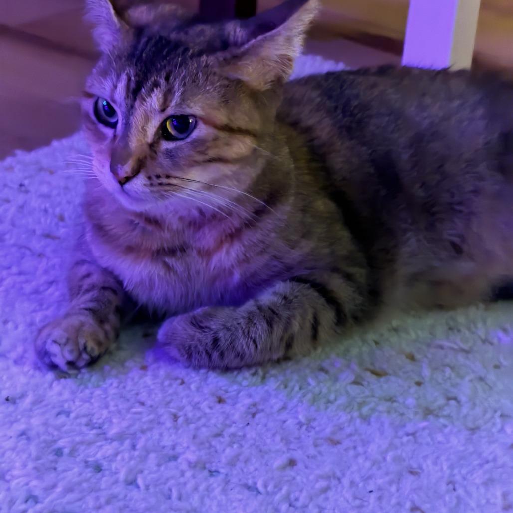 Enlarge Choco Flan, a Adoptable Domestic Short Hair in Austin, TX image 5/5