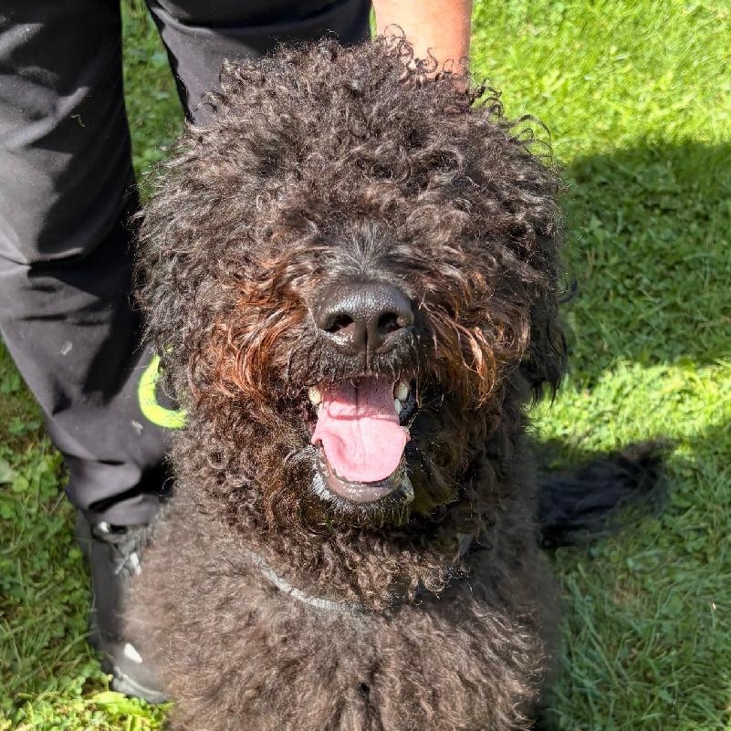 Jinx, Adopted, Young Female Goldendoodle.