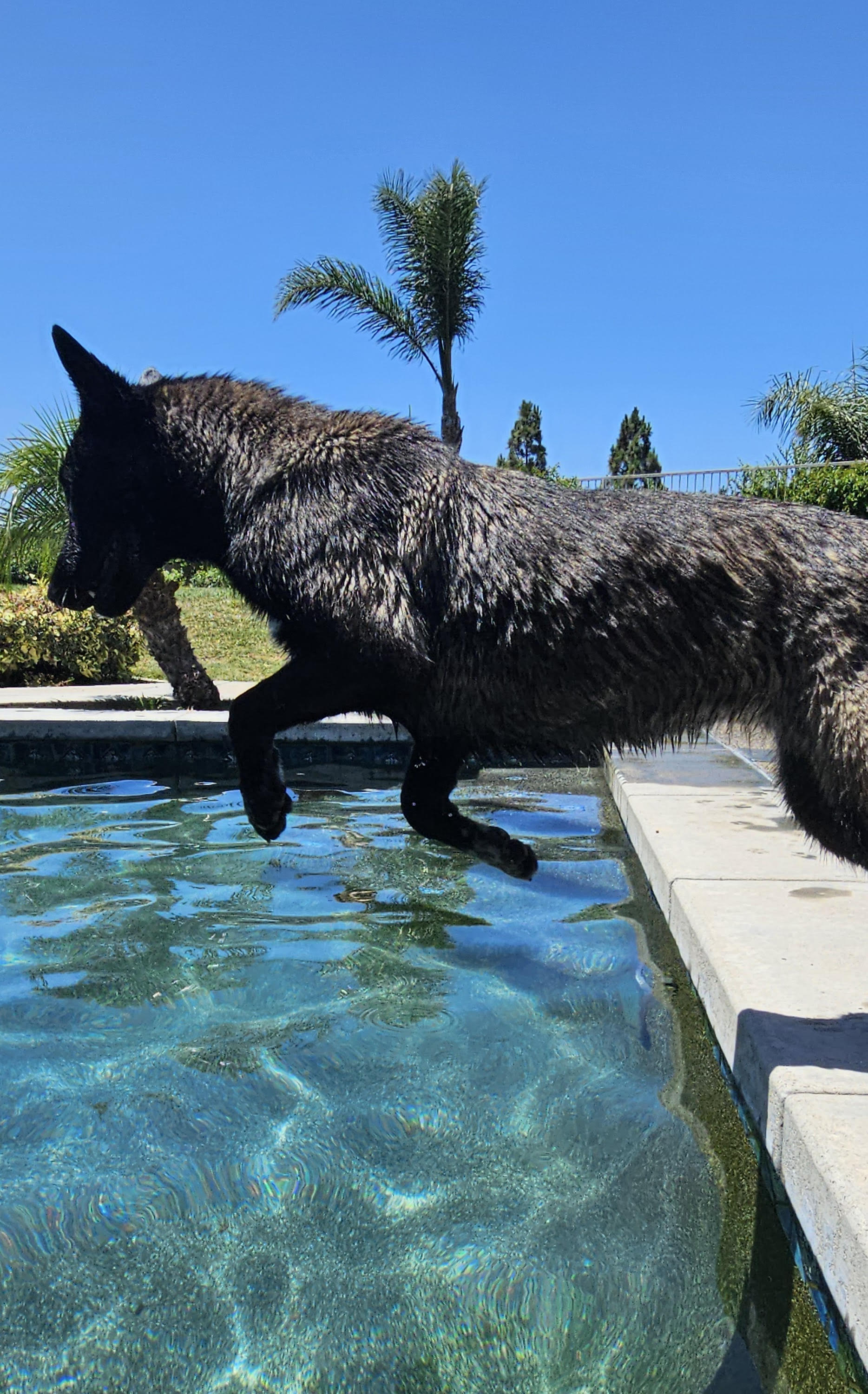 Lottie, a Adoptable German Shepherd Dog in Newport Beach, CA image 4/4