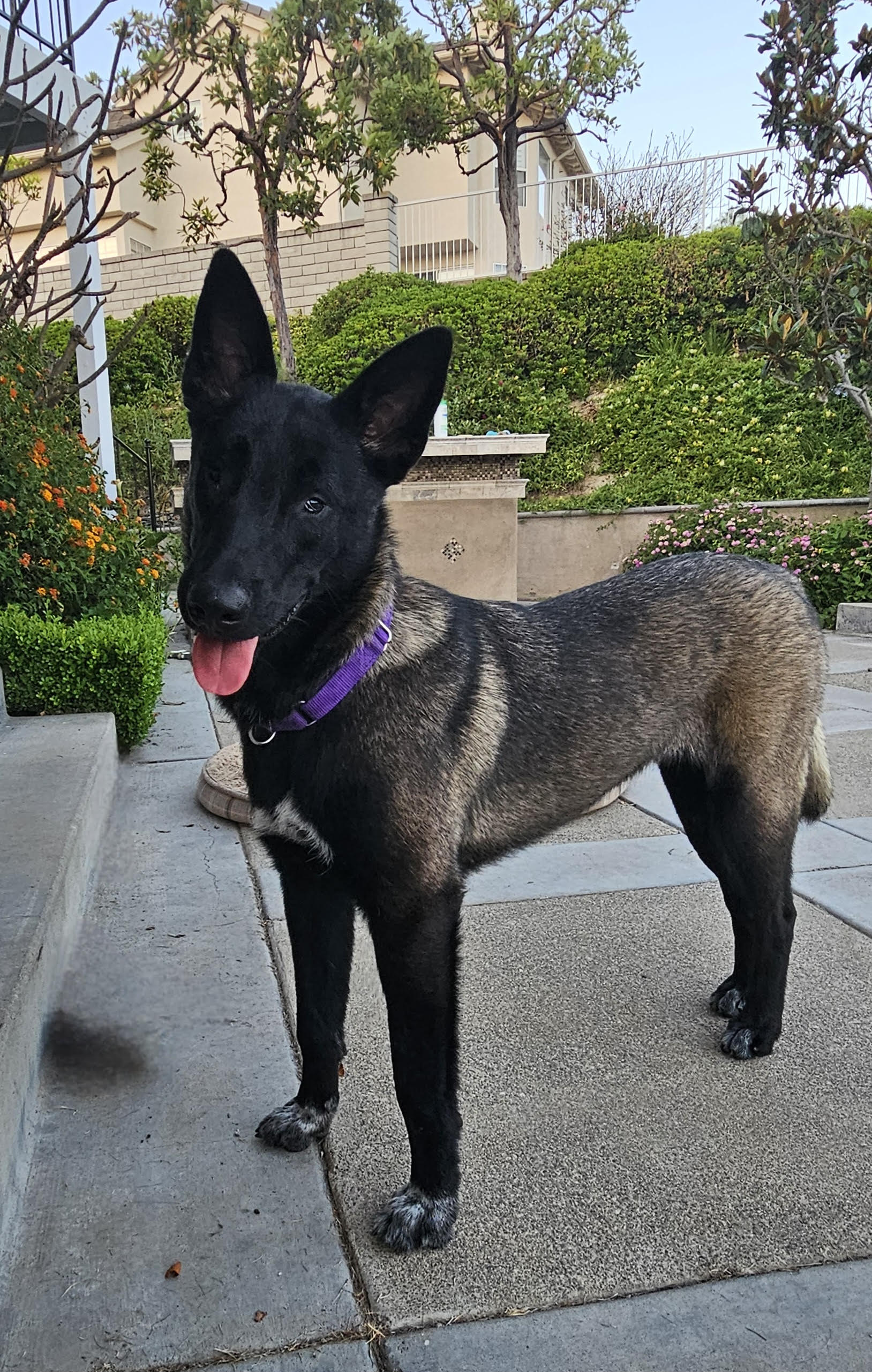 Lottie, Adoptable, Young Female German Shepherd Dog.