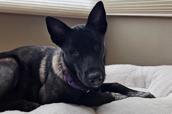 Lottie, a Adoptable German Shepherd Dog in Newport Beach, CA image 2/4