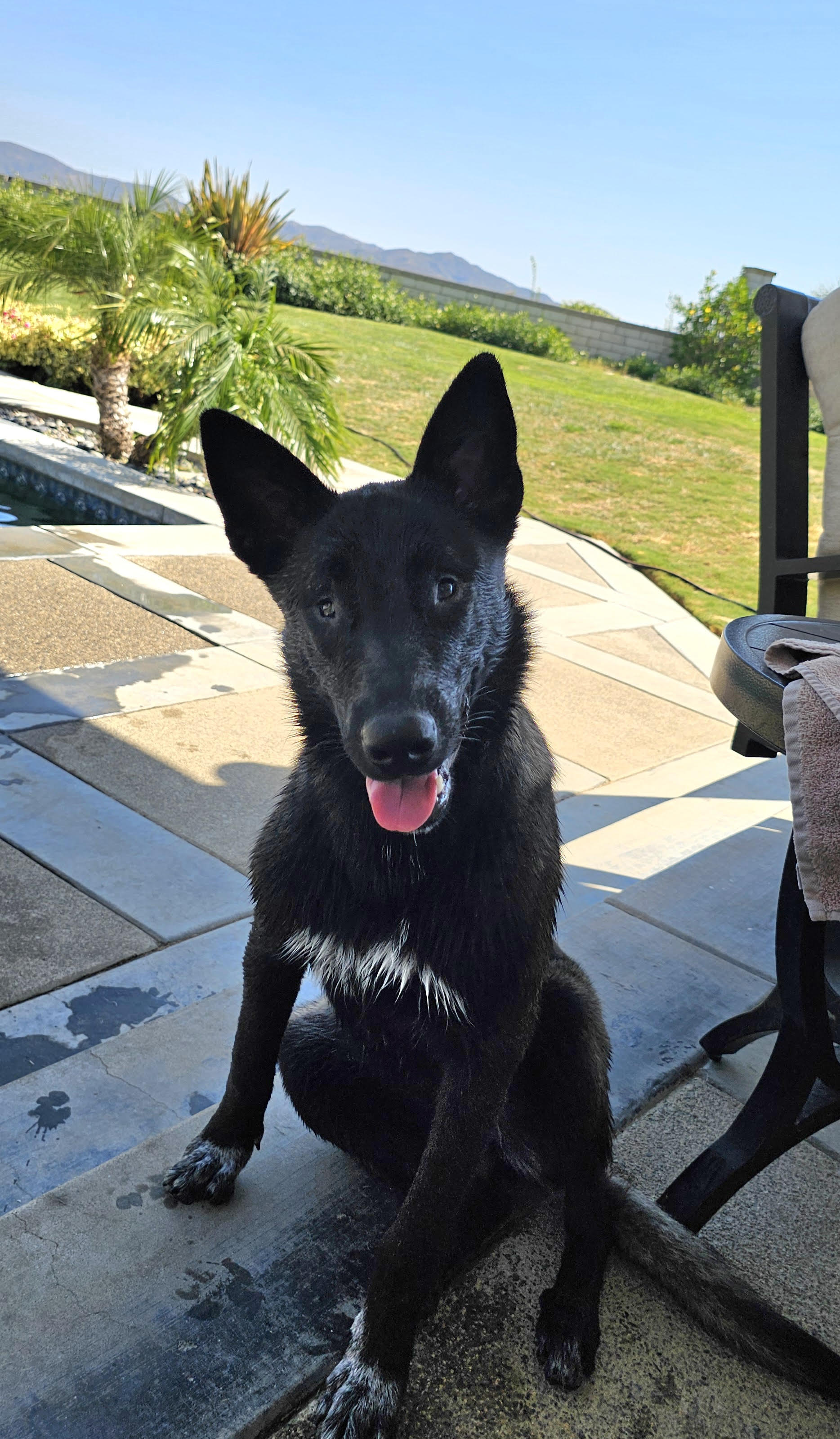 Lottie, a Adoptable German Shepherd Dog in Newport Beach, CA image 3/4