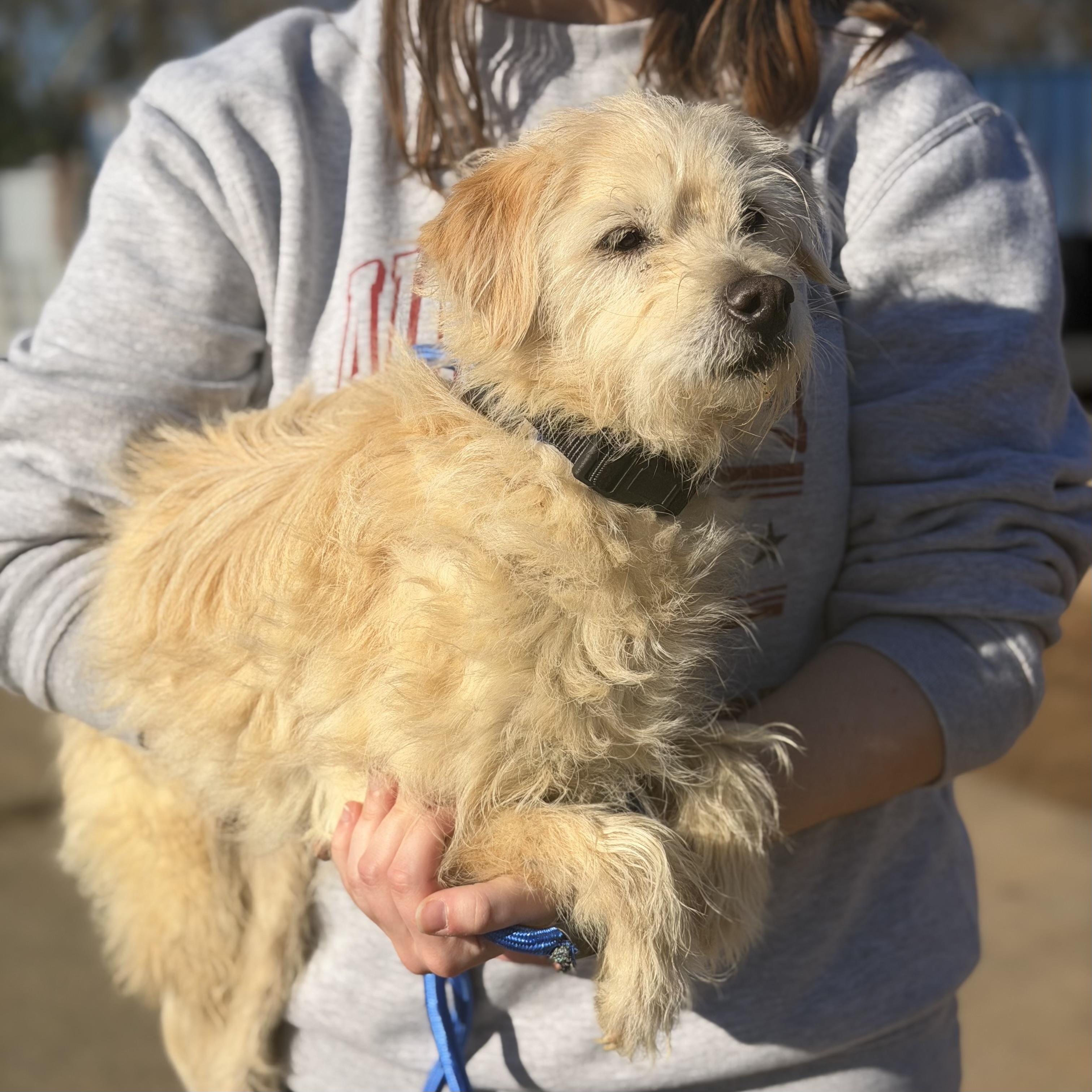 Chip — thumbnail 3