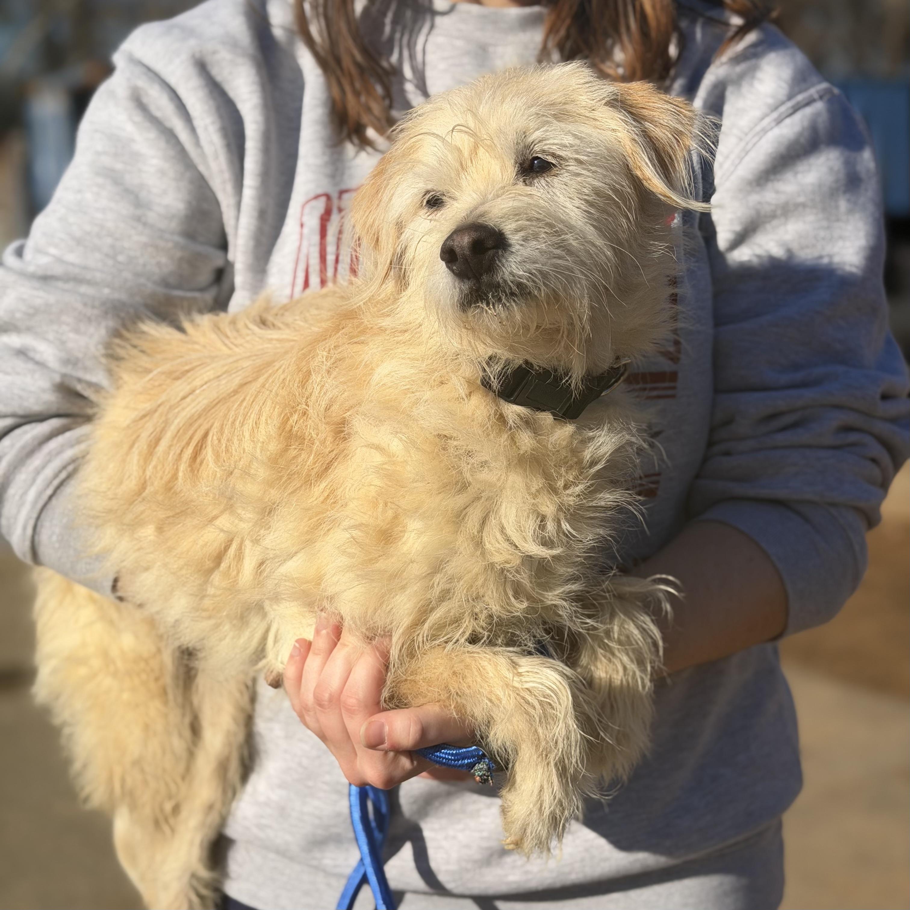 Chip — thumbnail 4