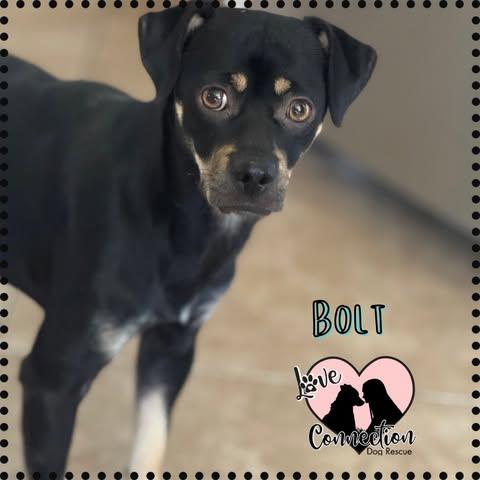Bolt, Adoptable, Young Male Chihuahua.