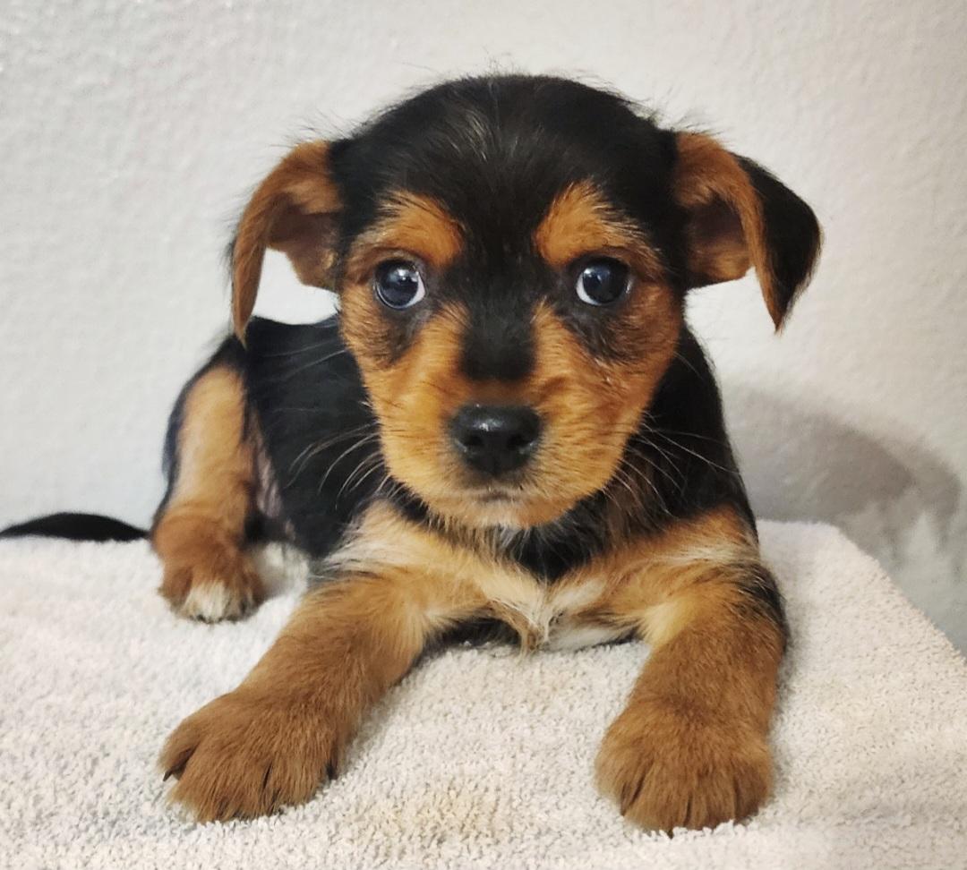 Benny , Adoptable, Puppy Male Yorkshire Terrier & Chihuahua.