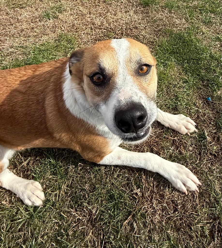 Lucy, Adoptable, Adult Female Cattle Dog.