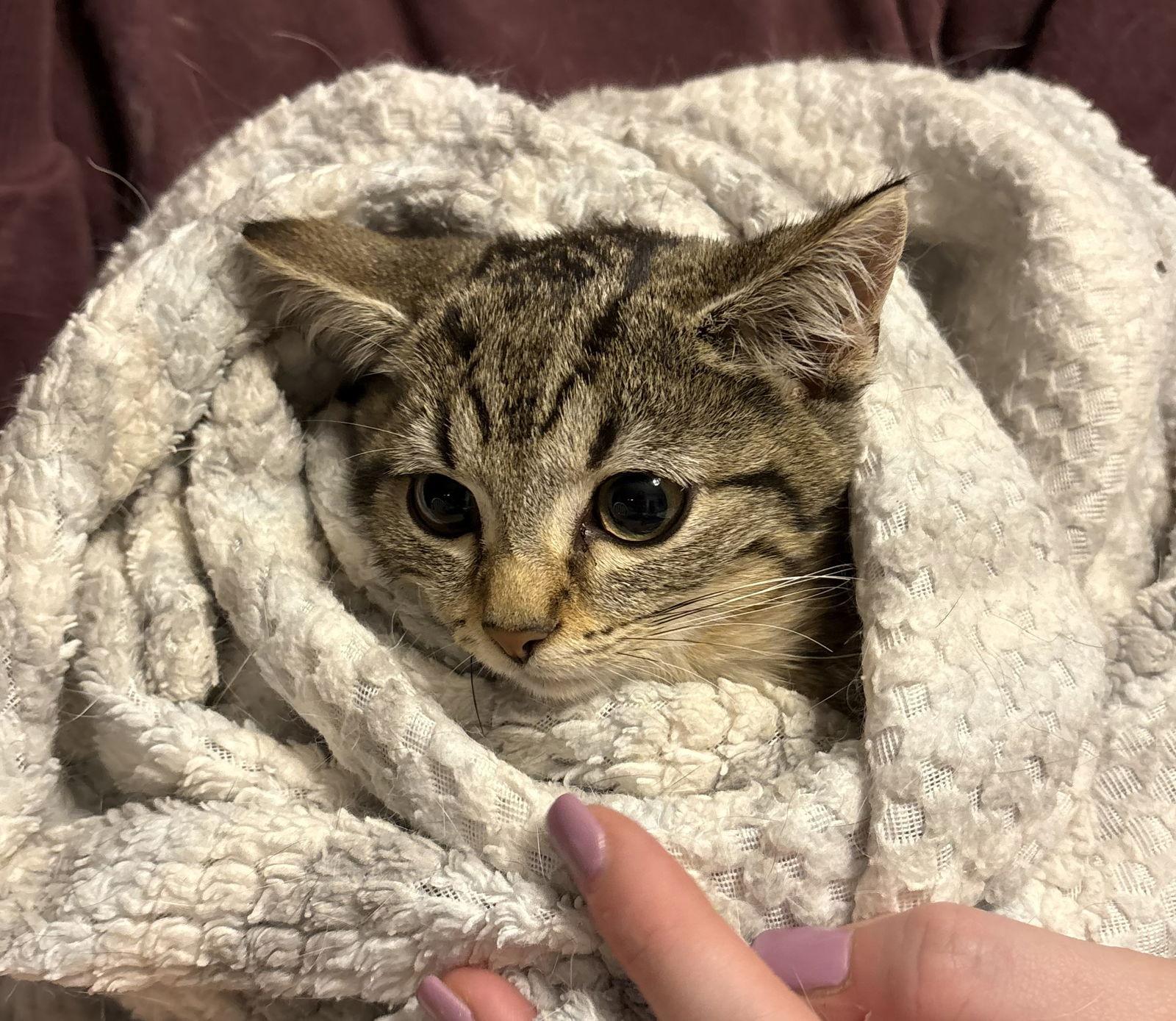 Susie  ( th), Adoptable, Kitten Female Domestic Long Hair.