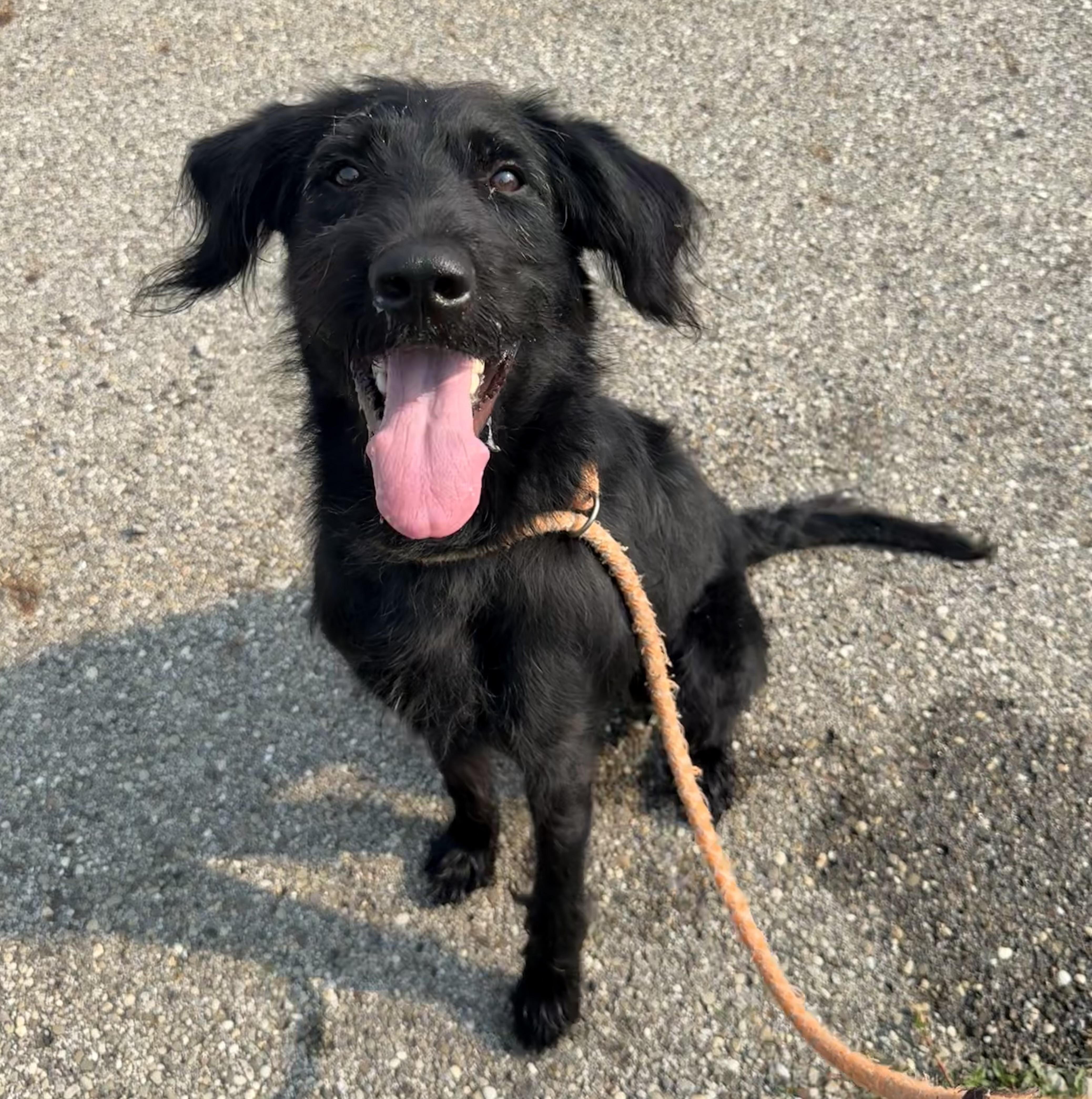 Benjamin, adopted, Young Male Black Labrador Retriever & Poodle.