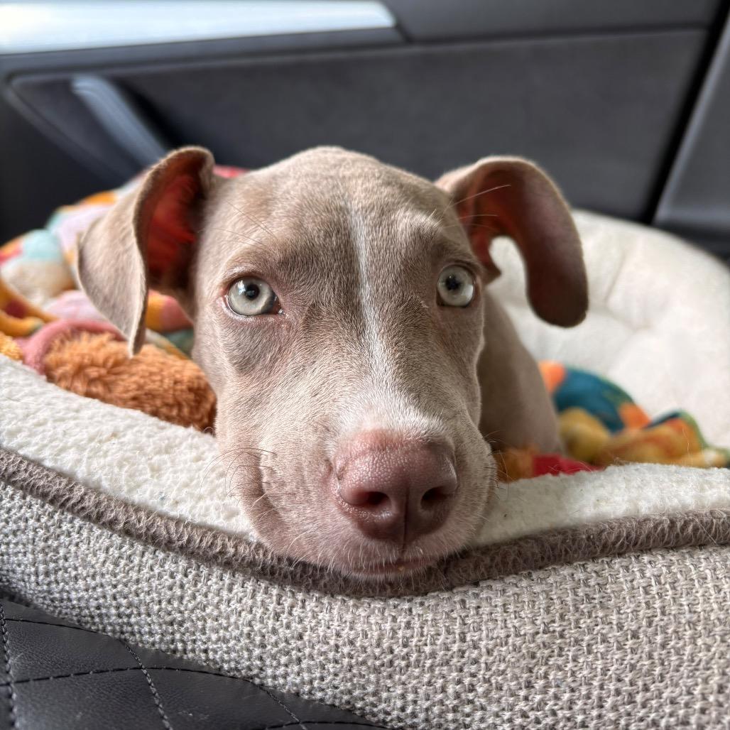Enlarge Mocha, a Adoptable mixed breed in Merritt Island, FL image 1/6