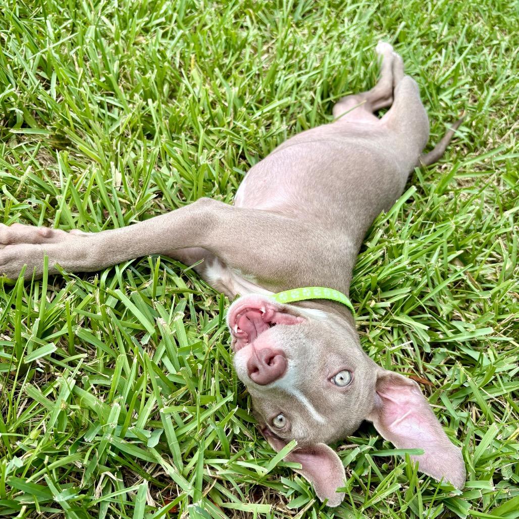 Enlarge Mocha, a Adoptable mixed breed in Merritt Island, FL image 2/6