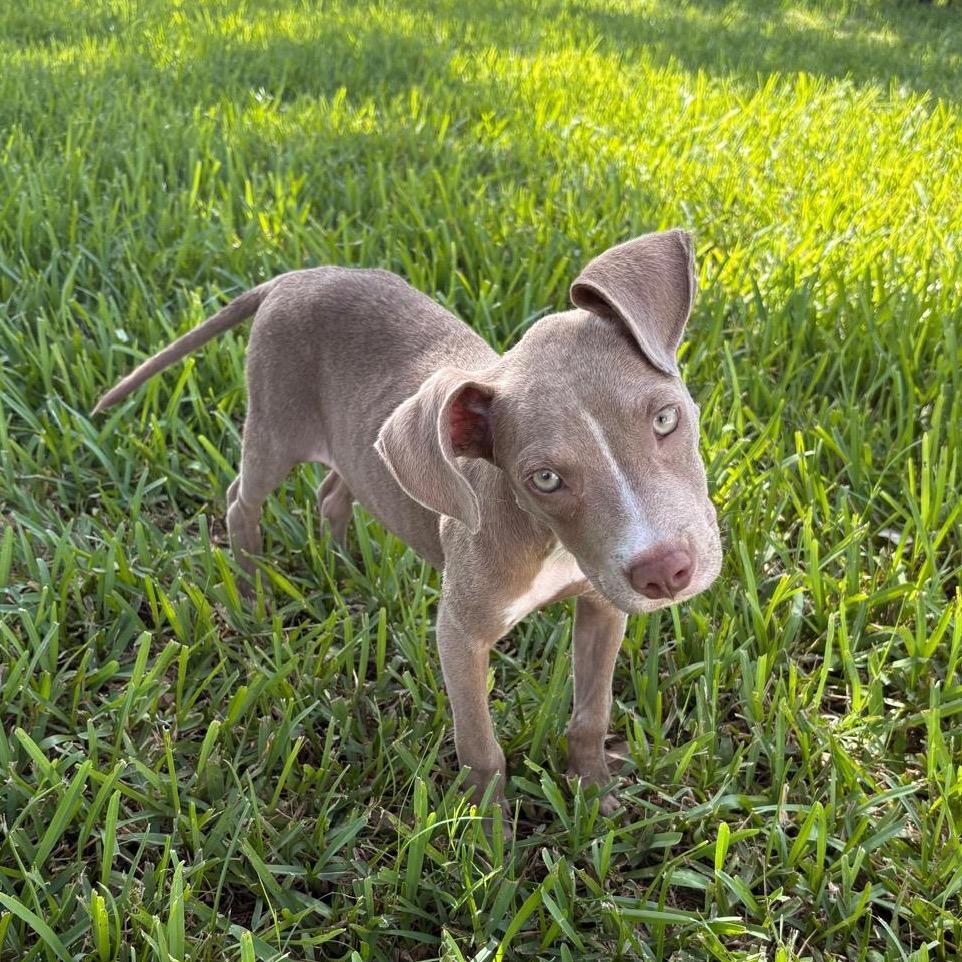 Enlarge Mocha, a Adoptable mixed breed in Merritt Island, FL image 3/6