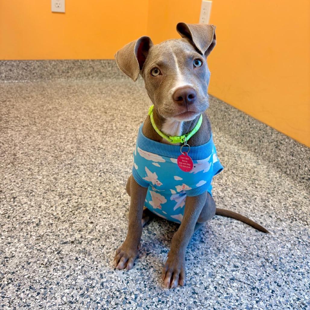 Enlarge Mocha, a Adoptable mixed breed in Merritt Island, FL image 4/6