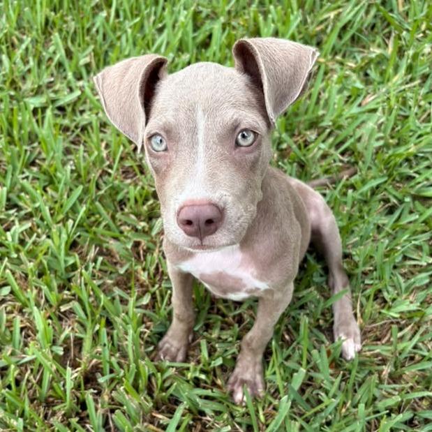 Enlarge Mocha, a Adoptable mixed breed in Merritt Island, FL image 5/6