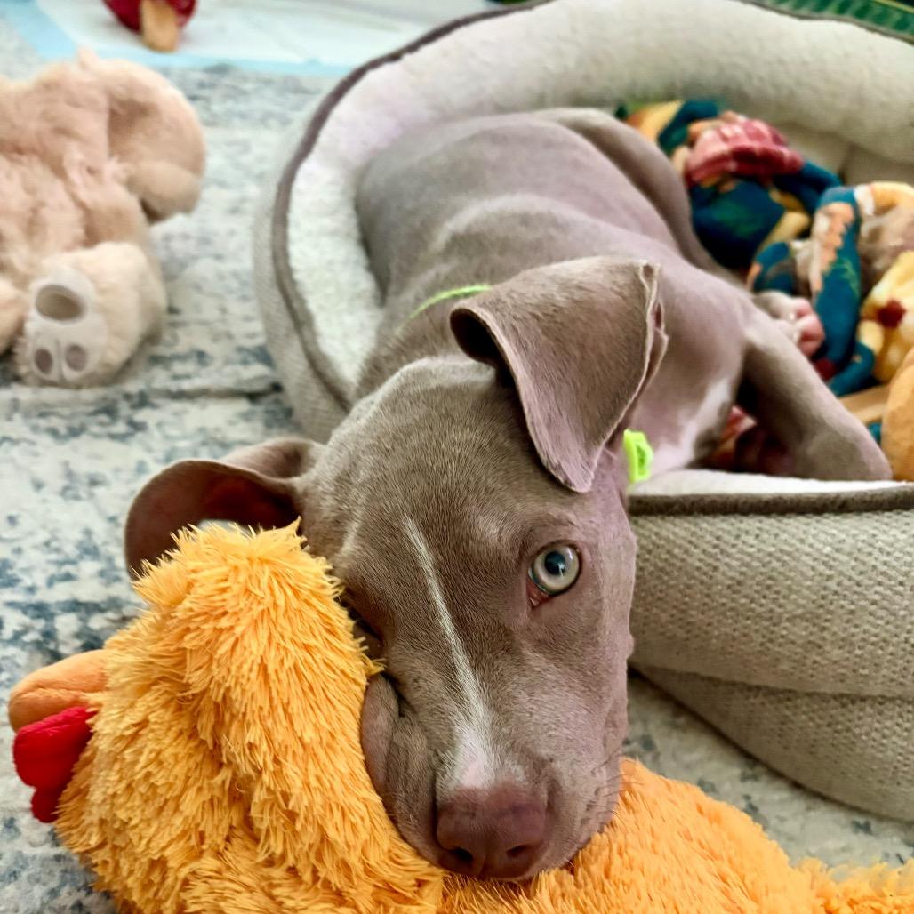 Enlarge Mocha, a Adoptable mixed breed in Merritt Island, FL image 6/6