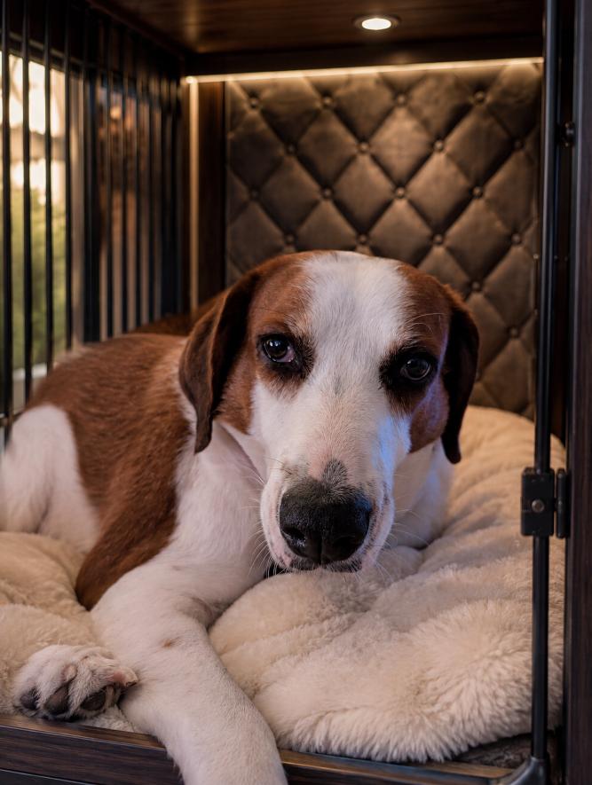 Nola, Adoptable, Adult Female Hound.