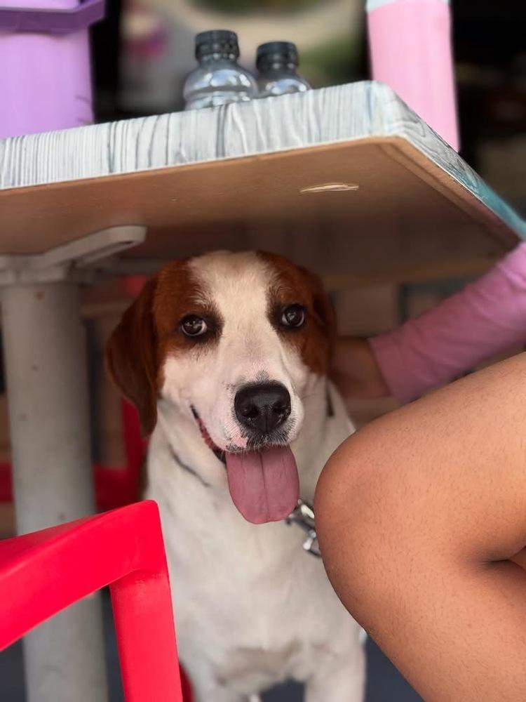 Enlarge Nola, a Adoptable mixed breed in Lakeland, FL image 1/5