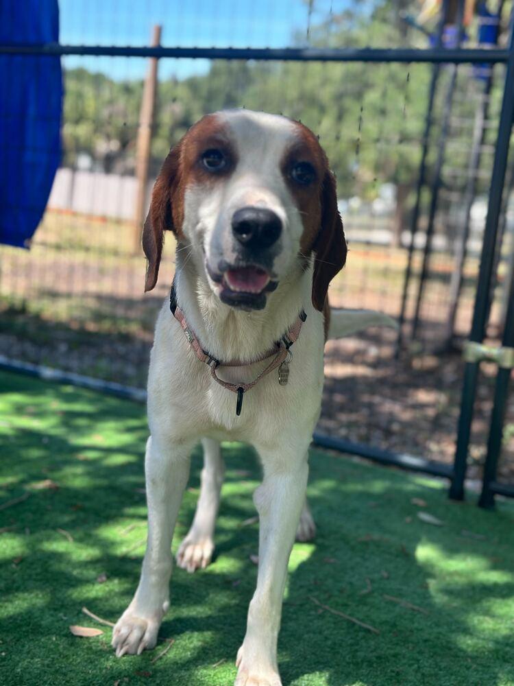 Enlarge Nola, a Adoptable mixed breed in Lakeland, FL image 2/5