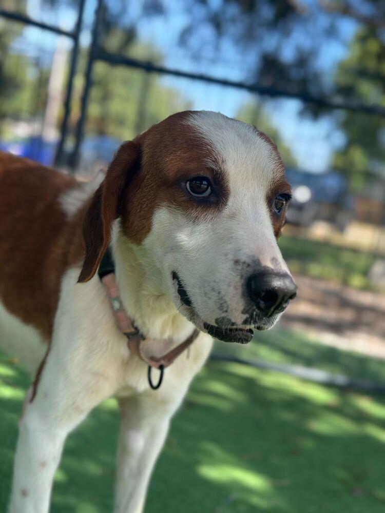 Enlarge Nola, a Adoptable mixed breed in Lakeland, FL image 3/5