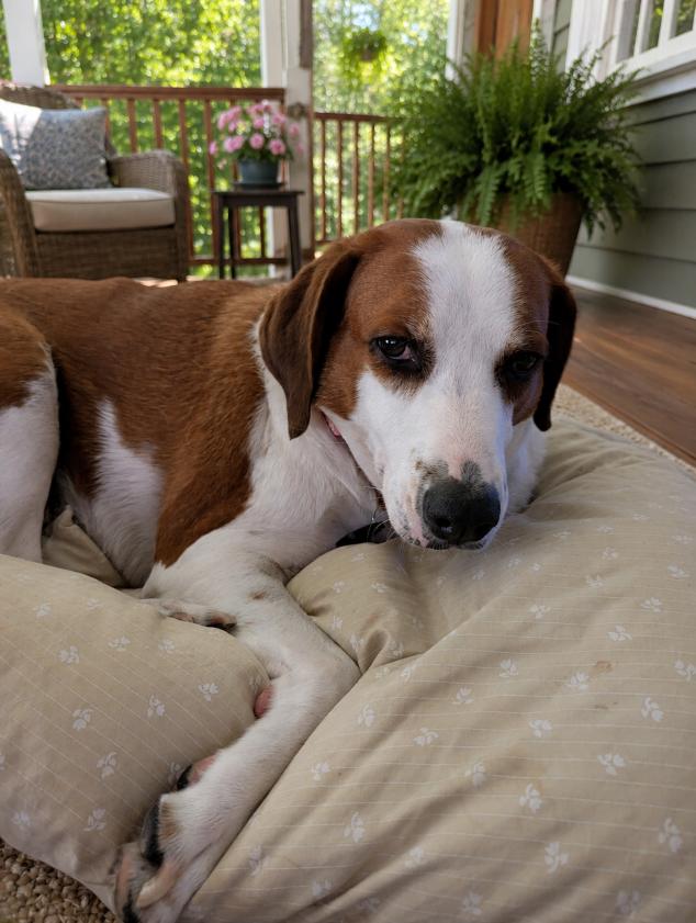 Enlarge Nola, a Adoptable mixed breed in Lakeland, FL image 4/6