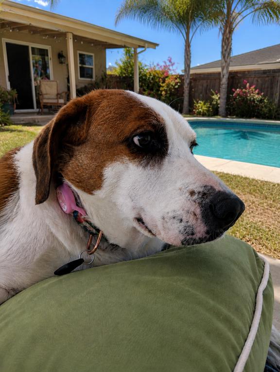Enlarge Nola, a Adoptable mixed breed in Lakeland, FL image 5/6