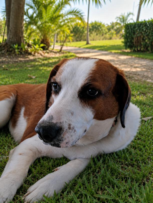 Enlarge Nola, a Adoptable mixed breed in Lakeland, FL image 6/6
