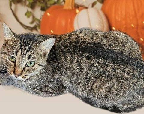 Daisy, Adoptable, Adult Female Domestic Short Hair.