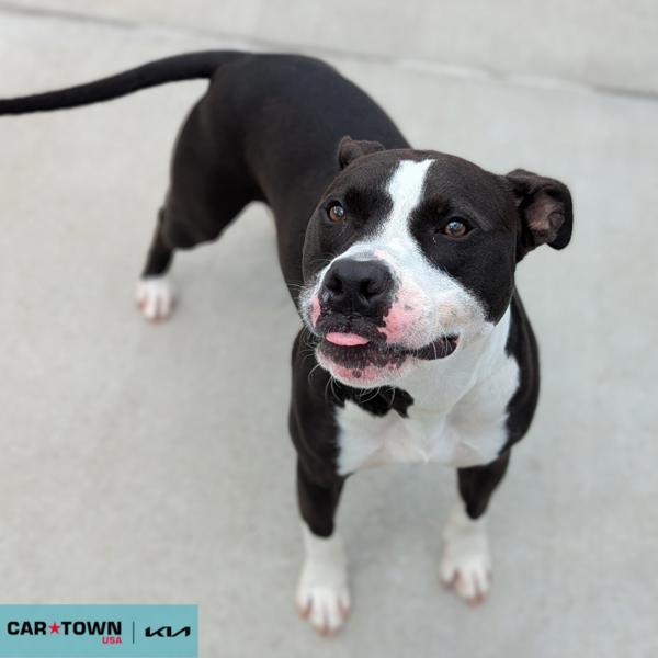 Barnacle Boy, Adoptable, Adult Male Pit Bull Terrier.