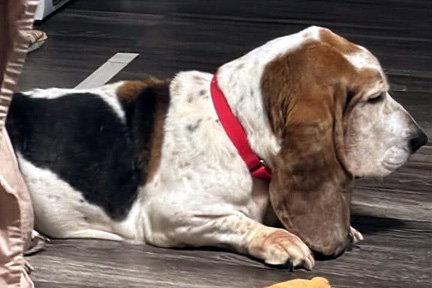 Enlarge LOUIS, a Adoptable Basset Hound in Mays Landing, NJ image 1/3