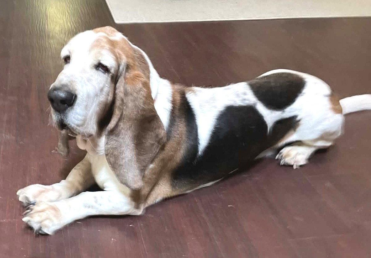 Enlarge LOUIS, a Adoptable Basset Hound in Mays Landing, NJ image 2/3