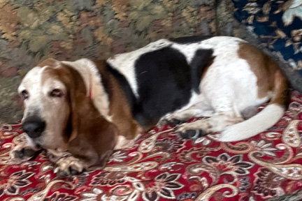 Enlarge LOUIS, a Adoptable Basset Hound in Mays Landing, NJ image 3/3
