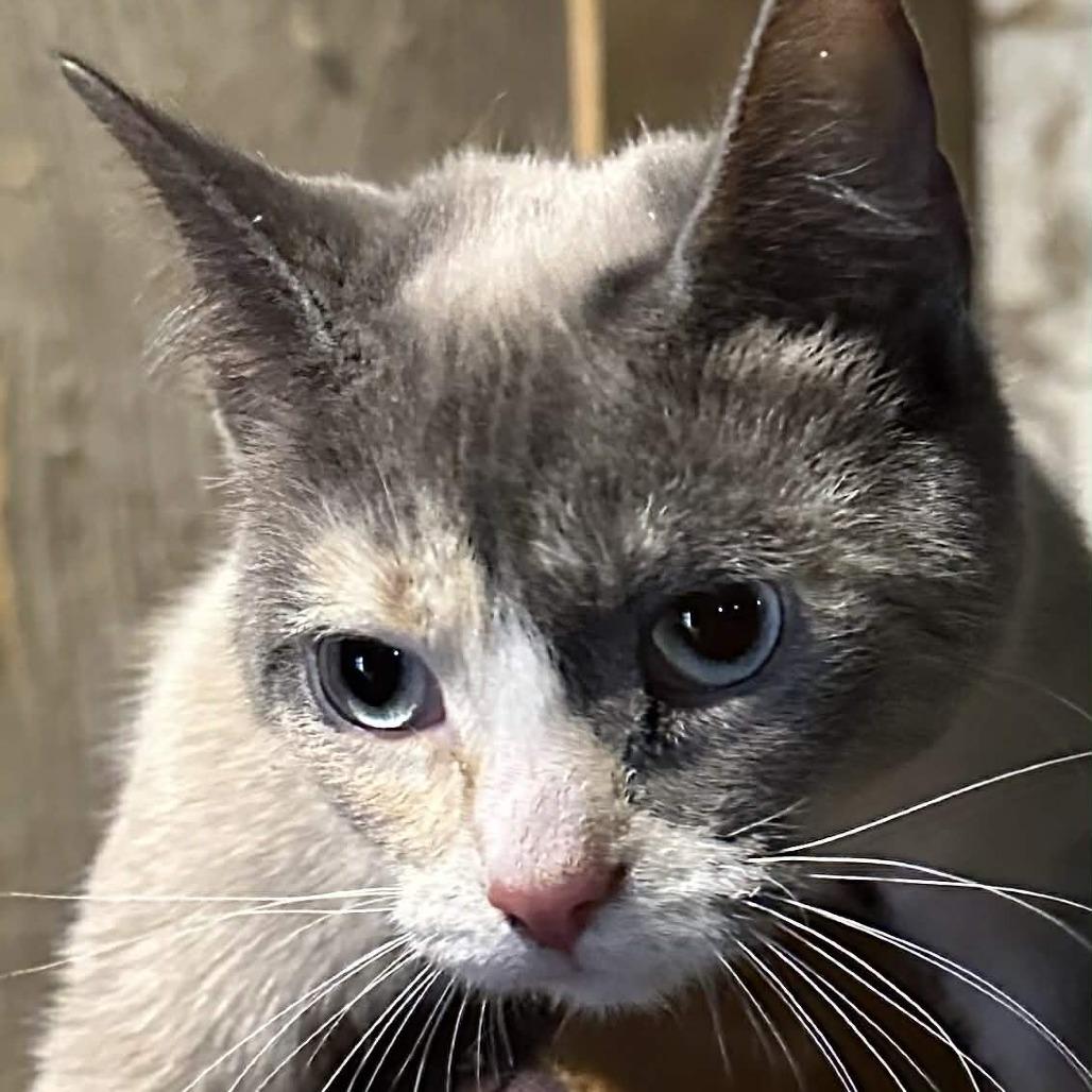 Ivy ARC2025-500, Adoptable, Young Female Domestic Short Hair.