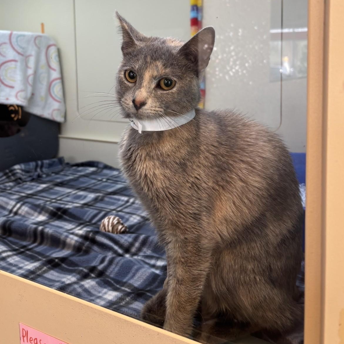 Enlarge Delores, a ADOPTABLE Domestic Short Hair in Shorewood, IL image 2/2