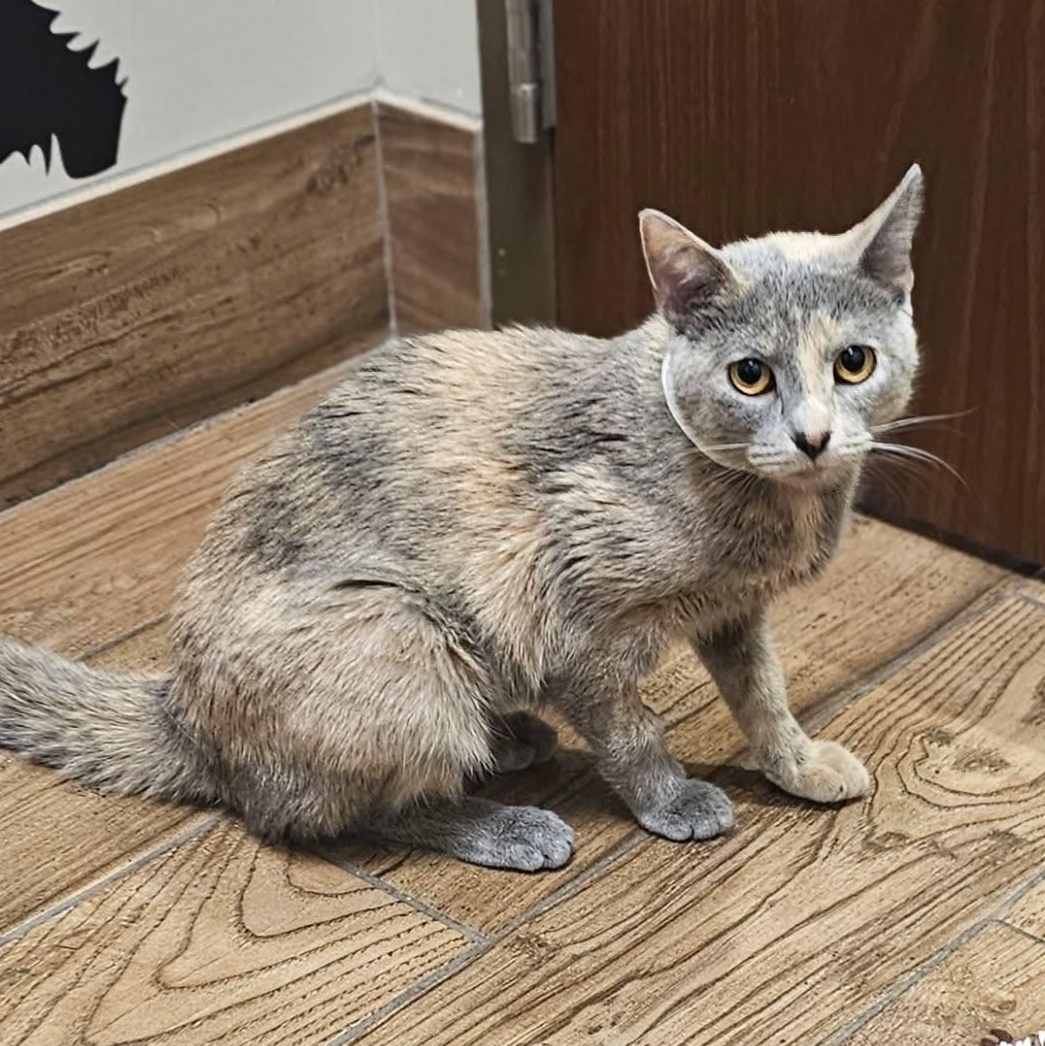 Delores, ADOPTABLE, Adult Female Domestic Short Hair.