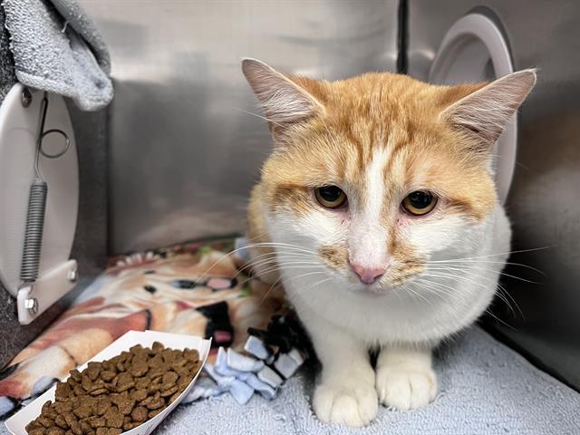 EDDY, Adoptable, Young Male Domestic Short Hair.