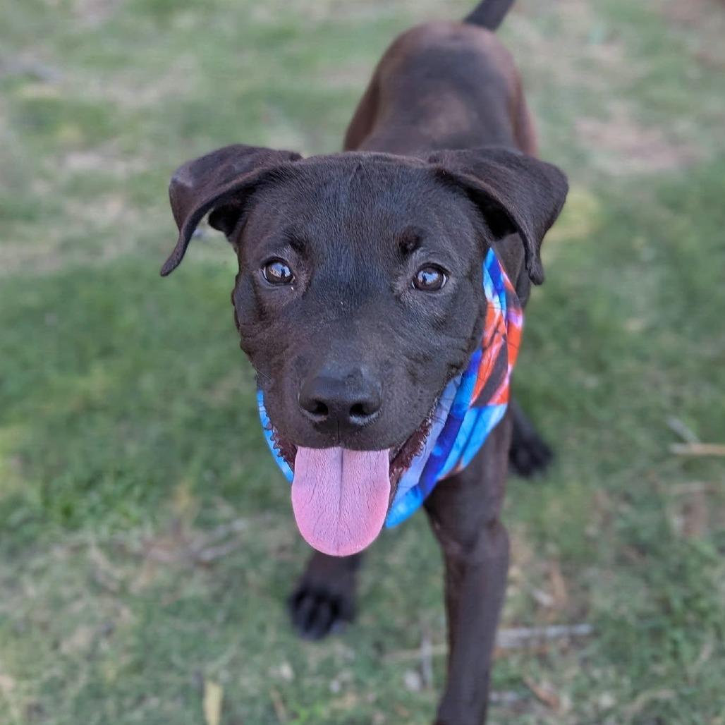 Enlarge Roux, a ADOPTABLE mixed breed in Helena, AL image 4/4