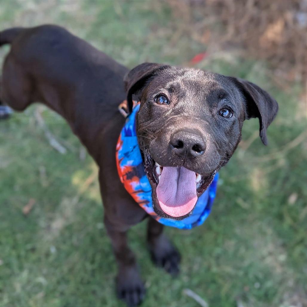Enlarge Roux, a ADOPTABLE mixed breed in Helena, AL image 2/4