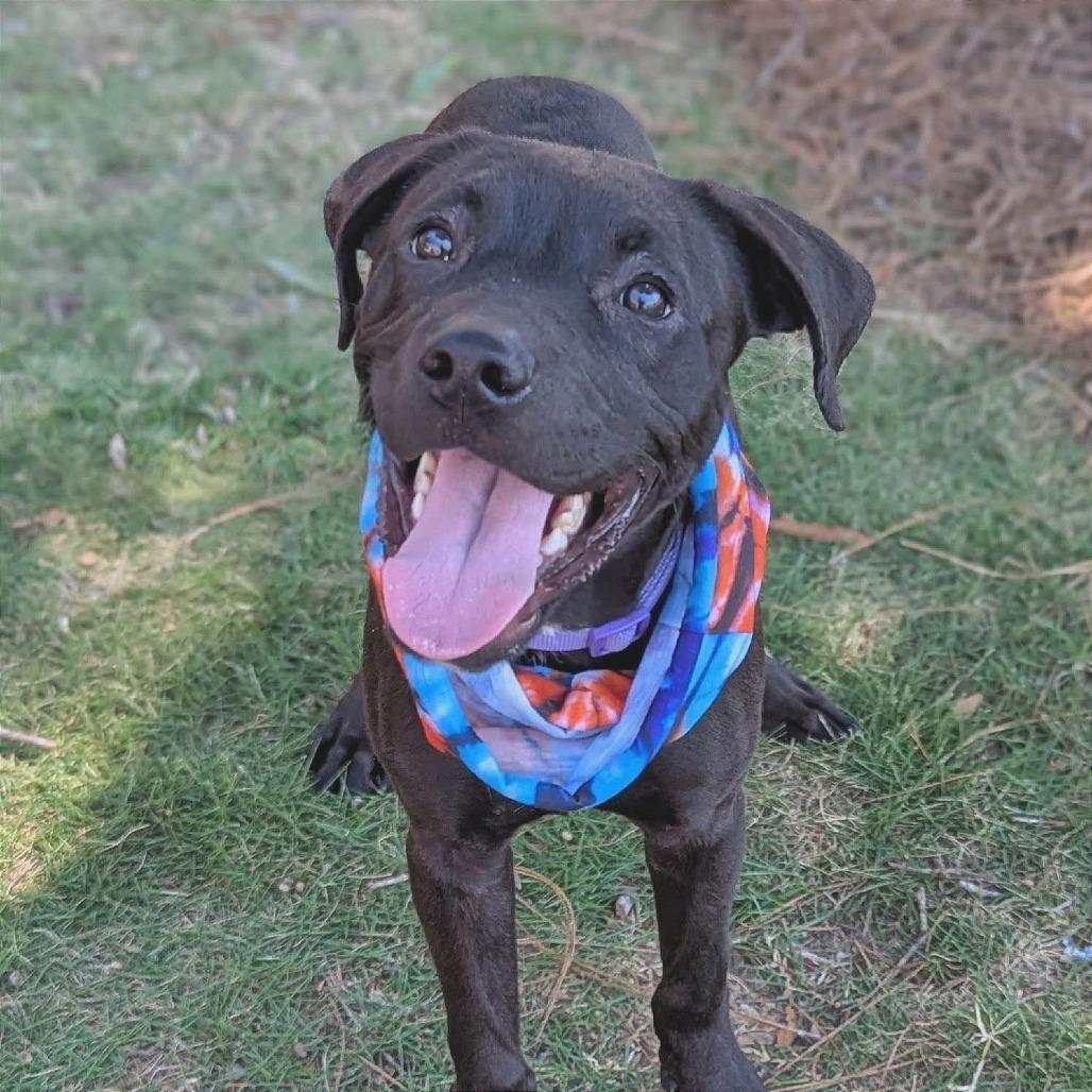 Roux, ADOPTABLE, Puppy Male Labrador Retriever.