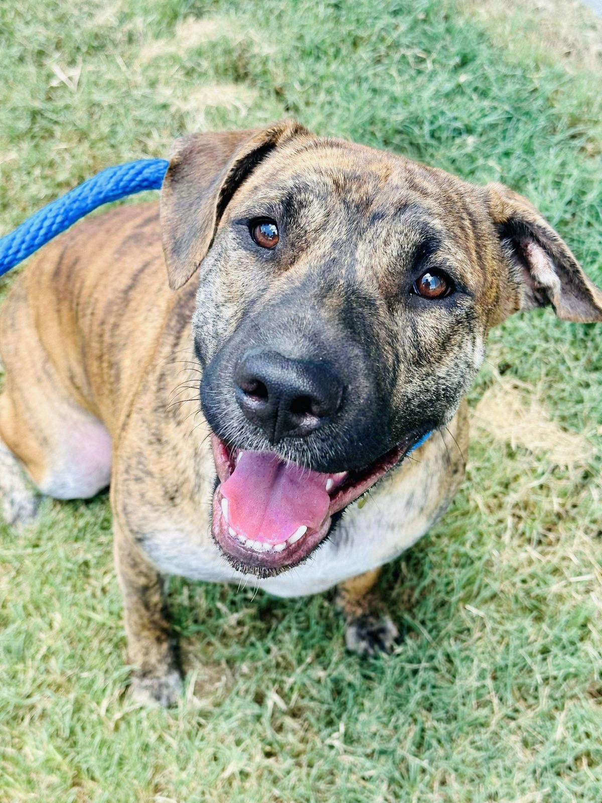 Black Mouth Cur Lab Pitbull Mix Black Mountain Cur Pitbull Mix